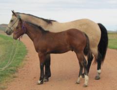 2016 Foal Whiskey Up Torino JW
